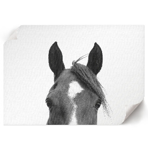 Wall poster featuring horse ears
