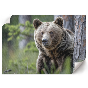 Canvas poster depicting a bear in the forest