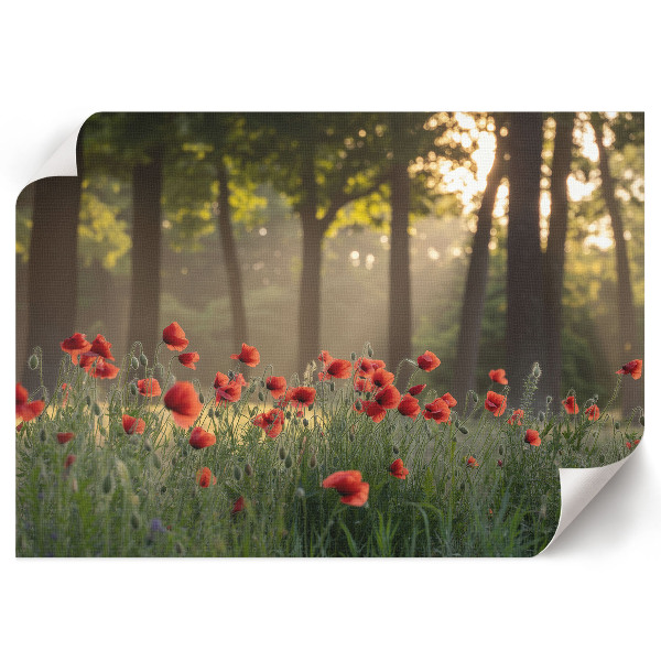 Premium wall art featuring poppies and a forest scene