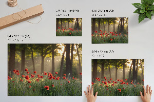 Premium wall art featuring poppies and a forest scene