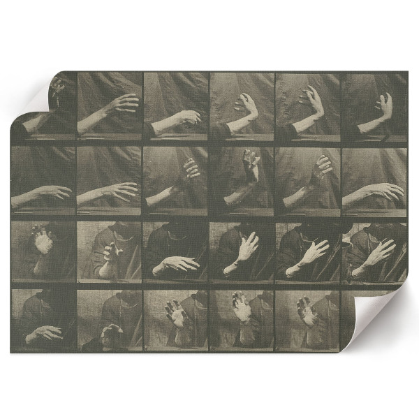 Modern wall art poster showing animal locomotion