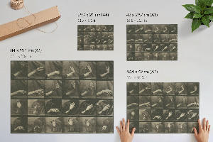 Modern wall art poster showing animal locomotion