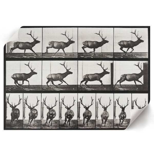 Premium wall art depicting animal locomotion