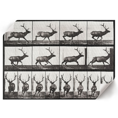 Premium wall art depicting animal locomotion
