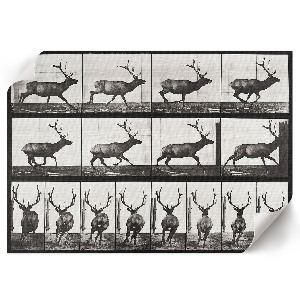 Premium wall art depicting animal locomotion