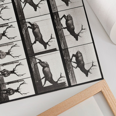 Premium wall art depicting animal locomotion