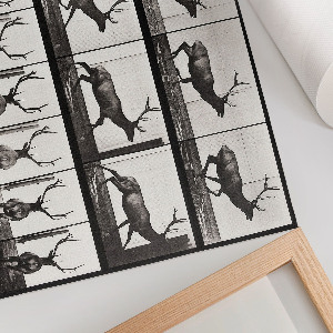 Premium wall art depicting animal locomotion