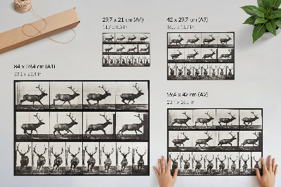 Premium wall art depicting animal locomotion