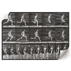 Canvas poster depicting animal locomotion