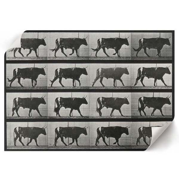 Premium wall art featuring a bull on the march