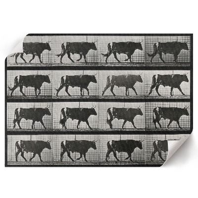 Premium wall art featuring a bull on the march