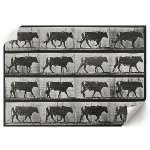 Premium wall art featuring a bull on the march