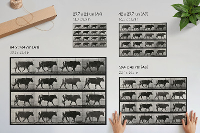 Premium wall art featuring a bull on the march