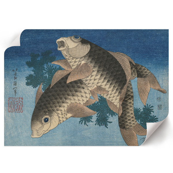 Wall poster showing a carp swimming among seaweed