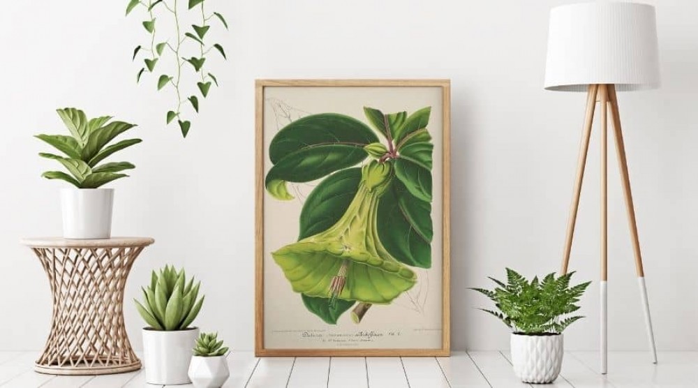 botanical posters